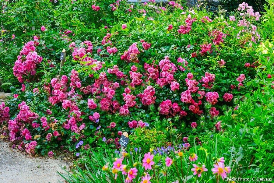 rosier polyantha 