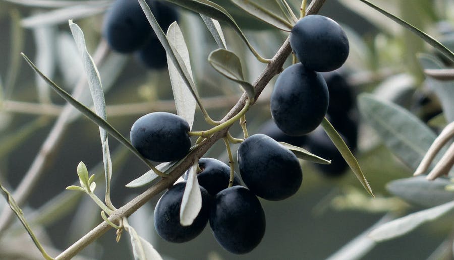 Olives sur l'arbre 