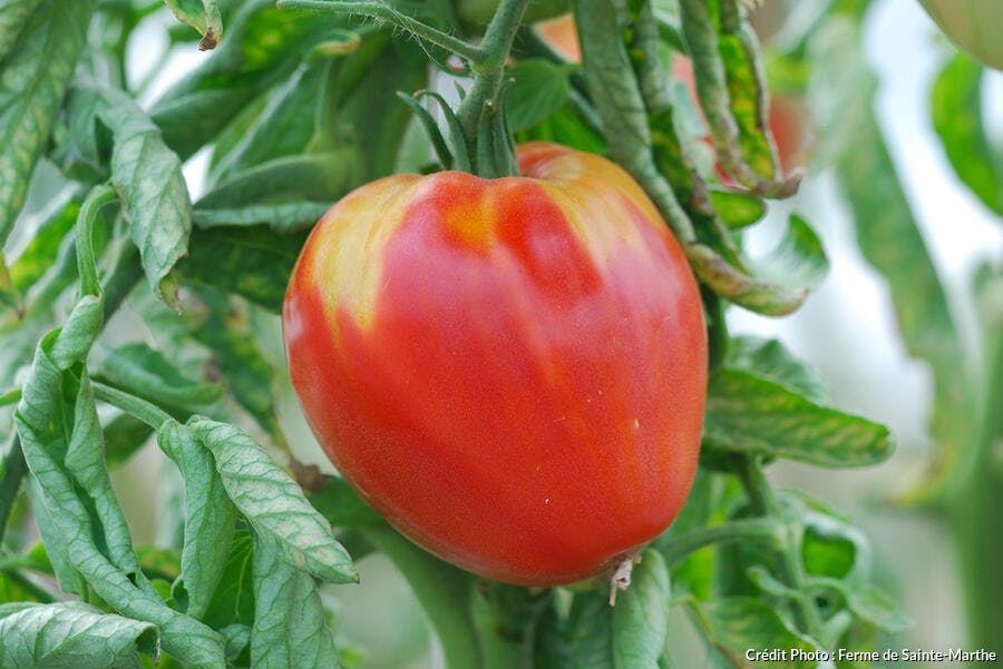 tomate gourmandia type coeur de boeuf