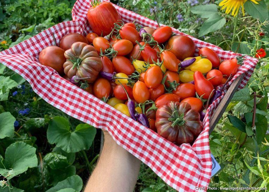 Variétés de tomates 