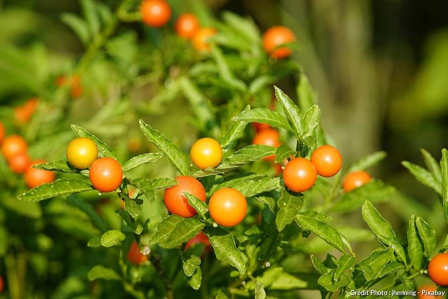 Solanum pseudocapsicum 