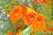 Capucine à fleurs orange