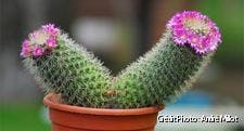 Cactus simple à cultiver